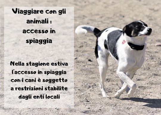 Animali Spiaggia.jpg